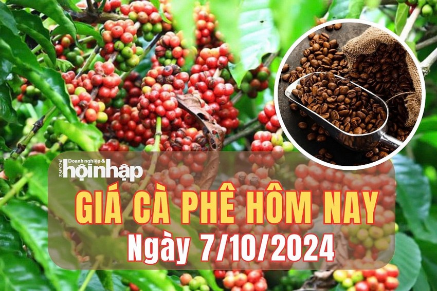 Giá cà phê hôm nay 7/10/2024: Giá ổn định, giao dịch ở mức 115.500 – 116.200 đồng/kg