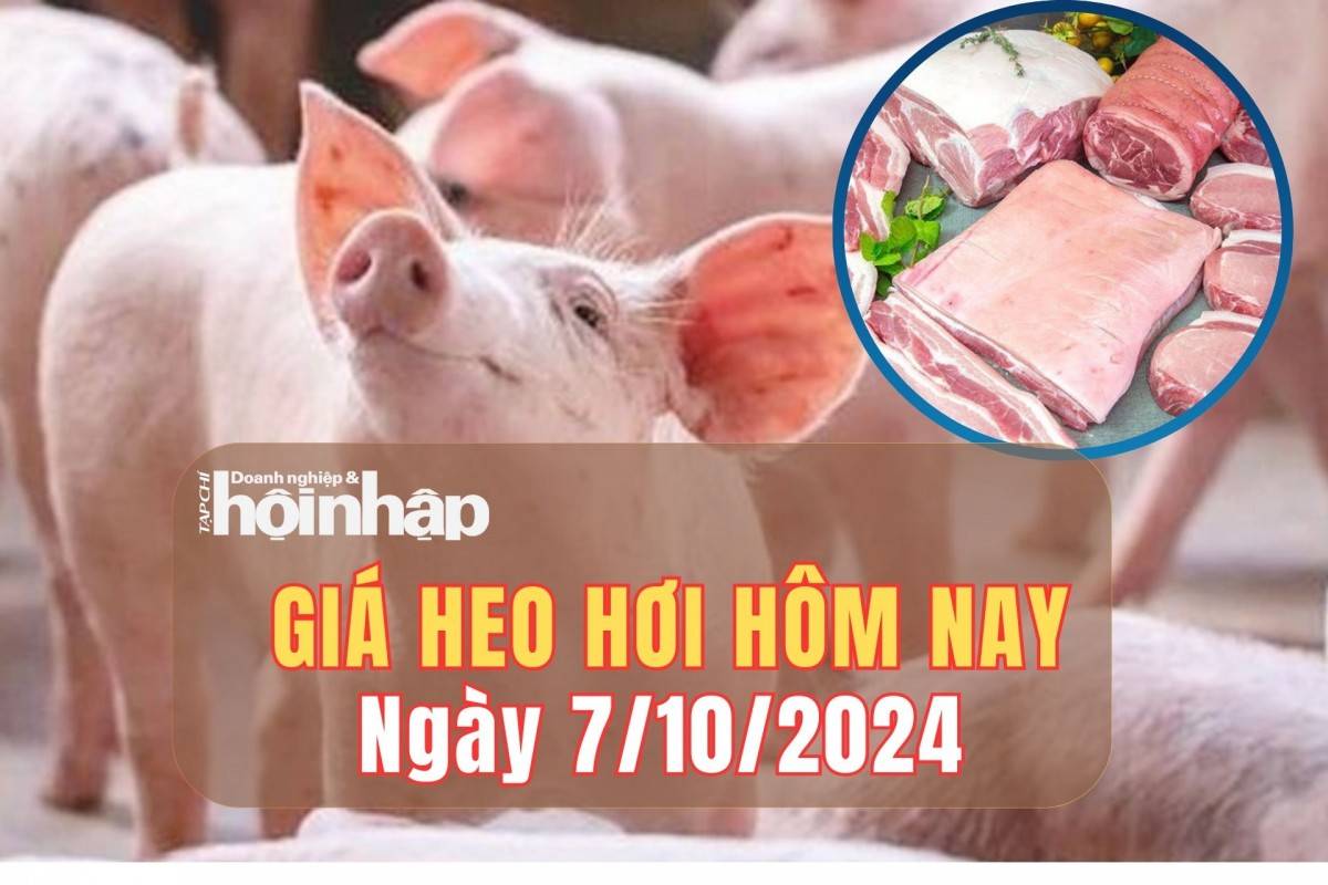 Giá heo hơi hôm nay 7/10/2024: Ổn định trên cả nước