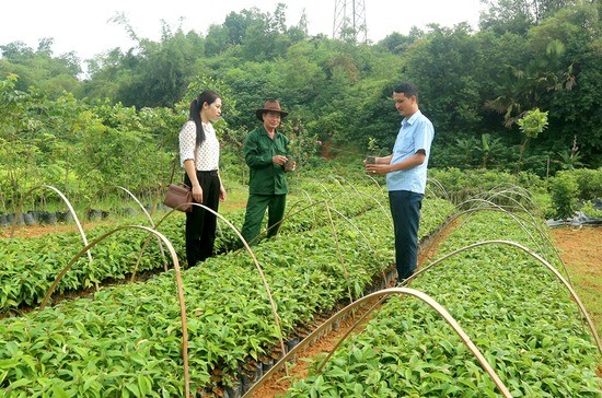 Phú Thọ: Nông dân phát triển kinh tế nhờ nguồn vốn vay