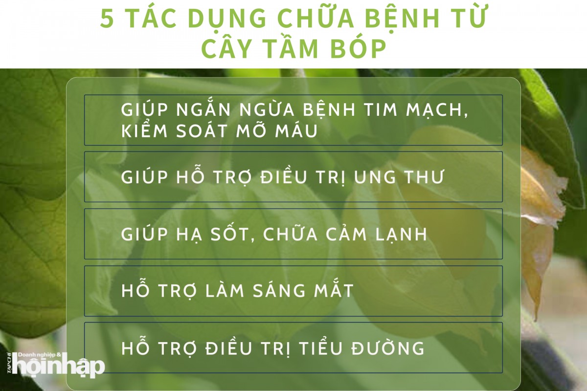 Công dụng chữa bệnh bất ngờ của cây tầm bóp