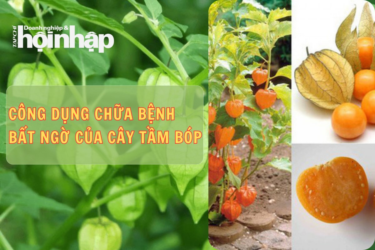 Công dụng chữa bệnh bất ngờ của cây tầm bóp