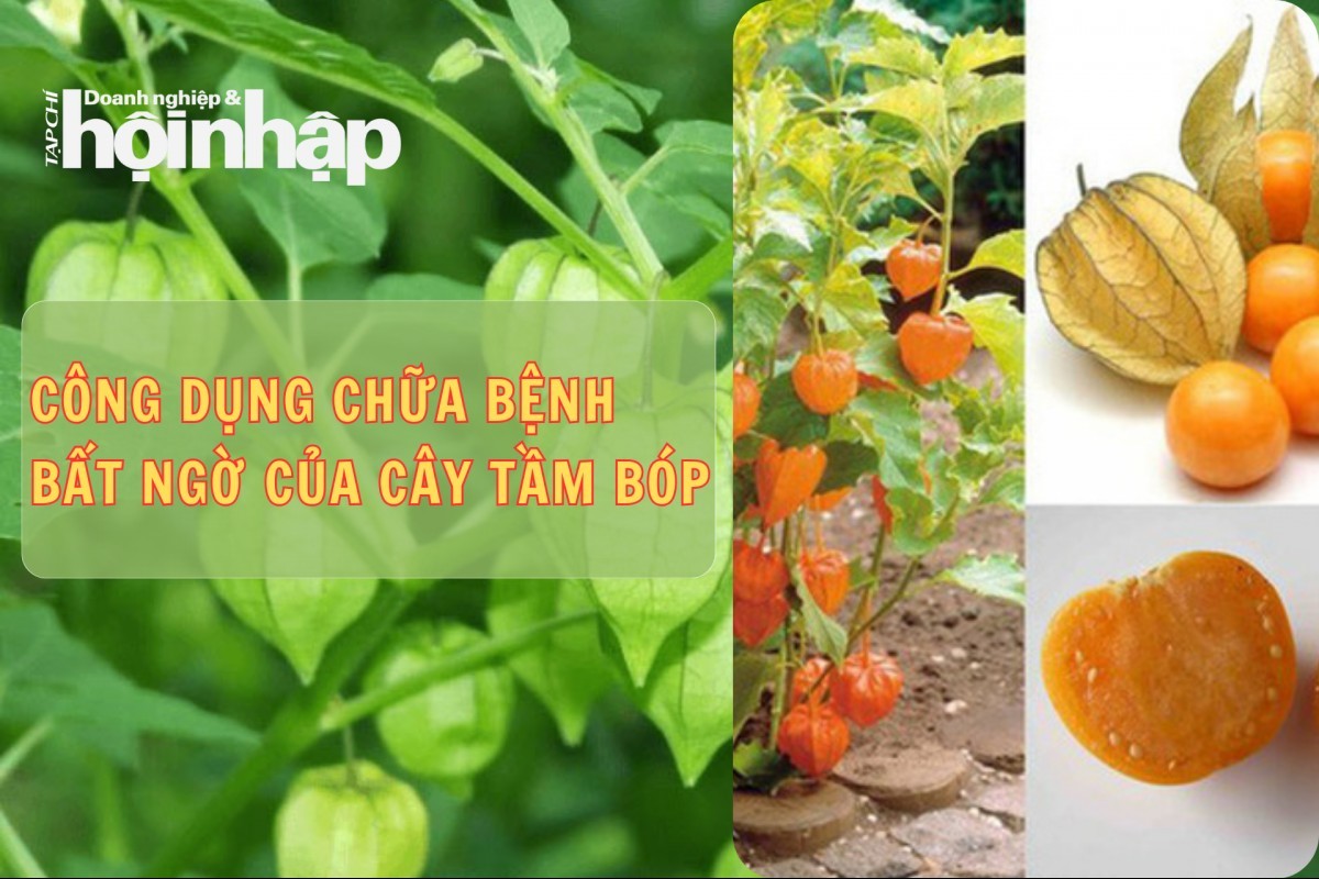 Công dụng chữa bệnh bất ngờ của cây tầm bóp