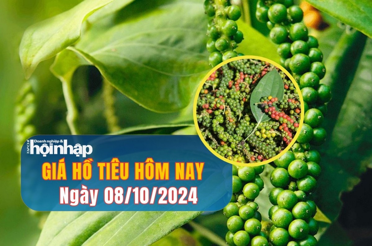 Giá hồ tiêu hôm nay 08/10/2024: Giá tiêu quay đầu giảm nhẹ 500 đồng/kg