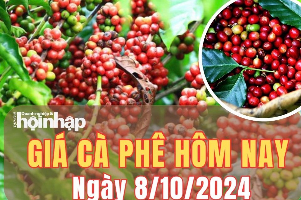 Giá cà phê hôm nay 8/10/2024: Cà phê trong nước giảm nhẹ 100 đồng/kg