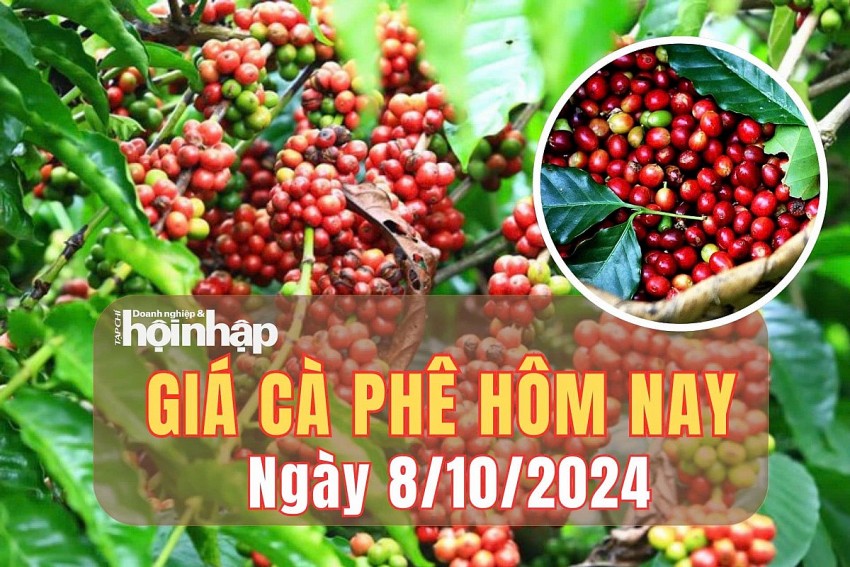 Giá cà phê hôm nay 8/10/2024: Cà phê trong nước giảm nhẹ 100 đồng/kg