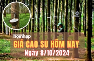 Giá cao su hôm nay 8/10/2024: Giá cao su trên sàn Tokyo và SHFE tăng