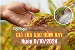 Giá lúa gạo hôm nay 8/10/2024: Gạo IR 504 tăng 100 đồng/kg, dao động 12.600 - 12.700 đồng/kg