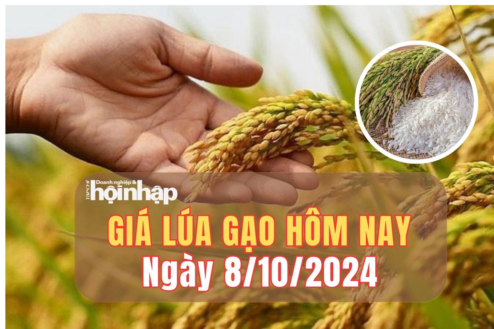 Giá lúa gạo hôm nay 8/10/2024: Gạo IR 504 tăng 100 đồng/kg, dao động 12.600 - 12.700 đồng/kg