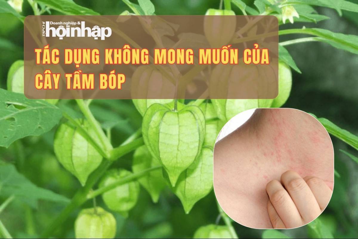 Tác dụng không mong muốn của cây tầm bóp