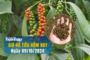 Giá hồ tiêu hôm nay 09/10/2024: Giá tiêu tiếp tục giảm 1.000 đồng/kg