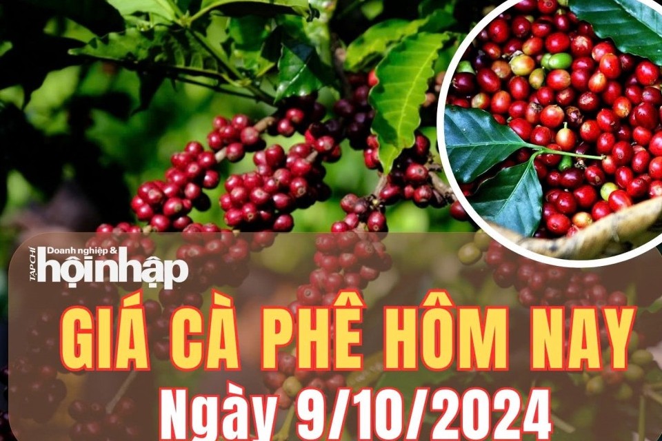 Giá cà phê hôm nay 9/10/2024: Cà phê Arabica trên sàn New York tăng 1,45%