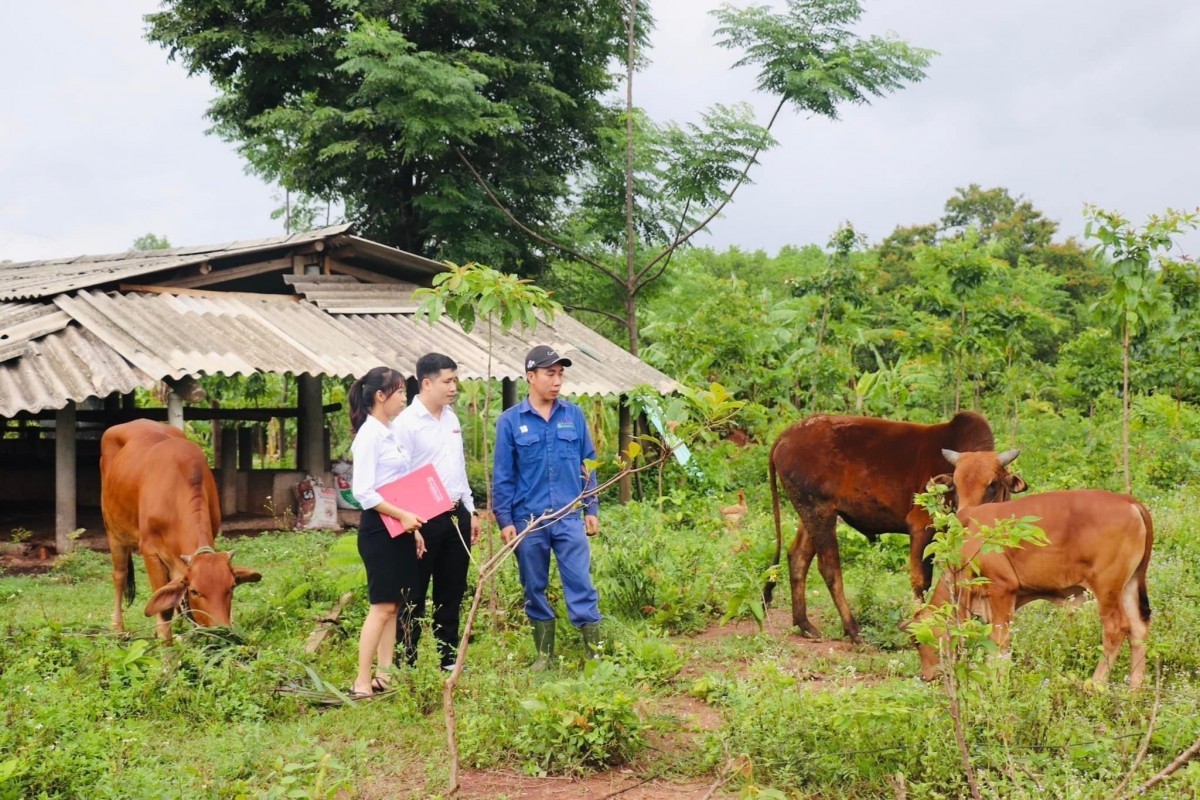 Nông nghiệp chiếm 1/4 tổng vốn tín dụng của toàn nền kinh tế