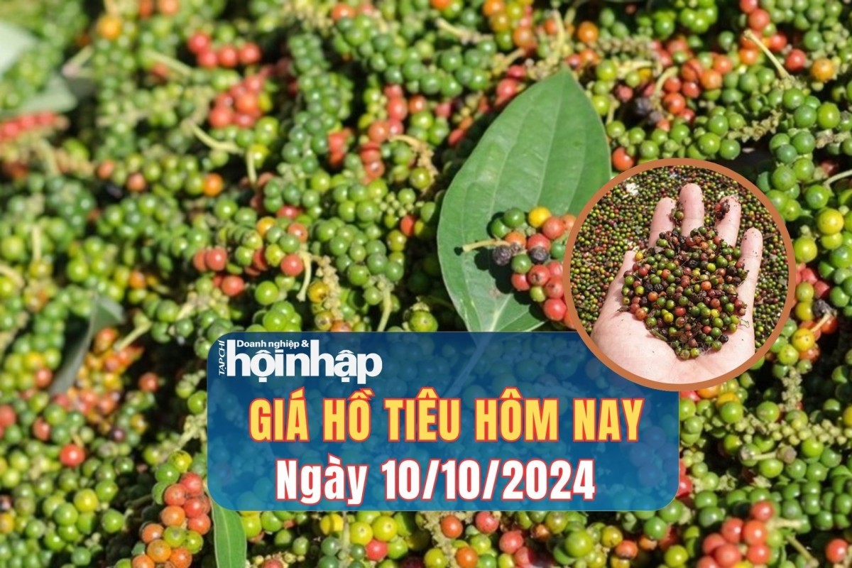 Giá hồ tiêu hôm nay 10/10/2024: Giá tiêu trong nước tăng 2.000 đồng/kg