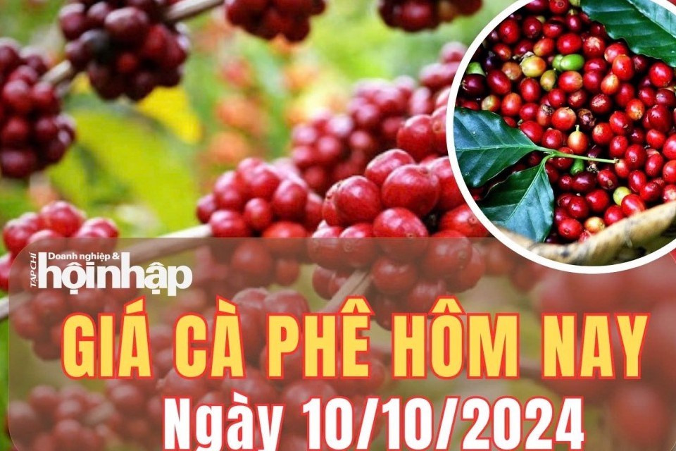 Giá cà phê hôm nay 10/10/2024: Cà phê trong nước giảm 100-200 đồng/kg