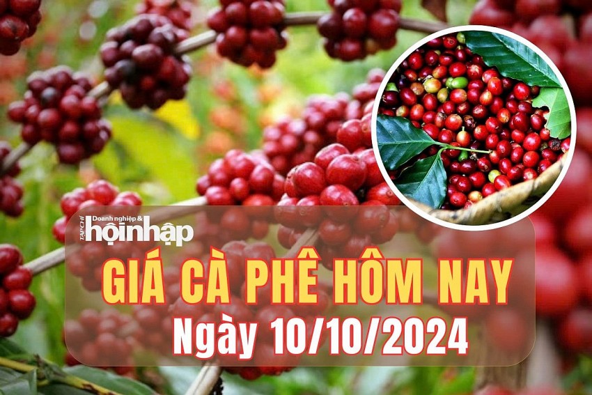 Giá cà phê hôm nay 10/10/2024: Cà phê trong nước giảm nhẹ 100-200 đồng/kg