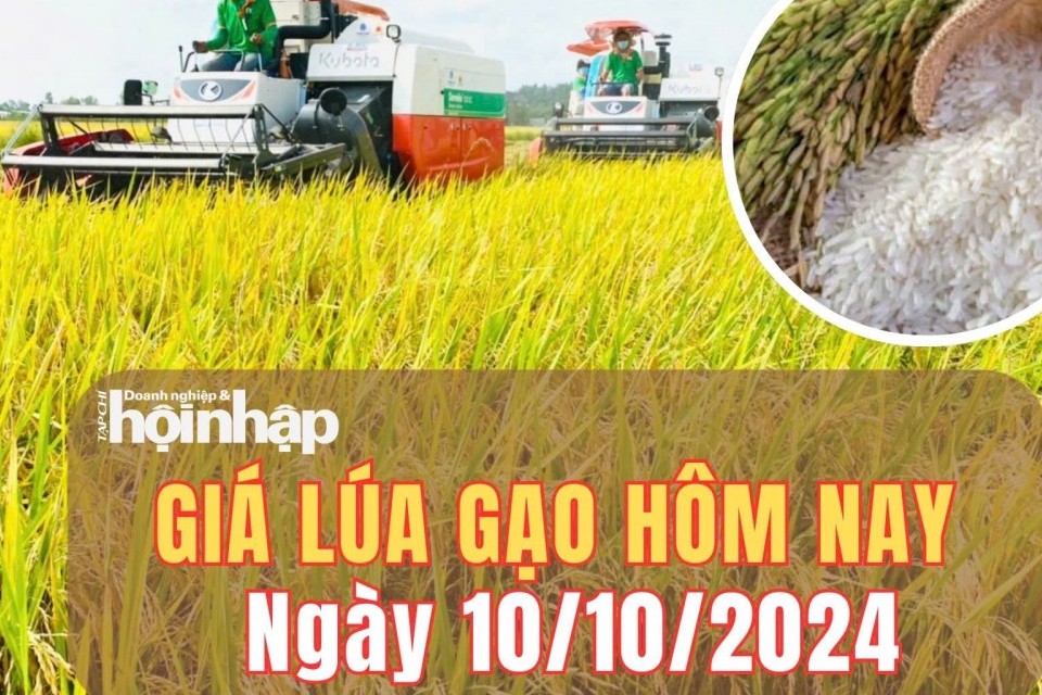 Giá lúa gạo hôm nay 10/10/2024: Giá gạo quay đầu giảm 50 - 100 đồng/kg