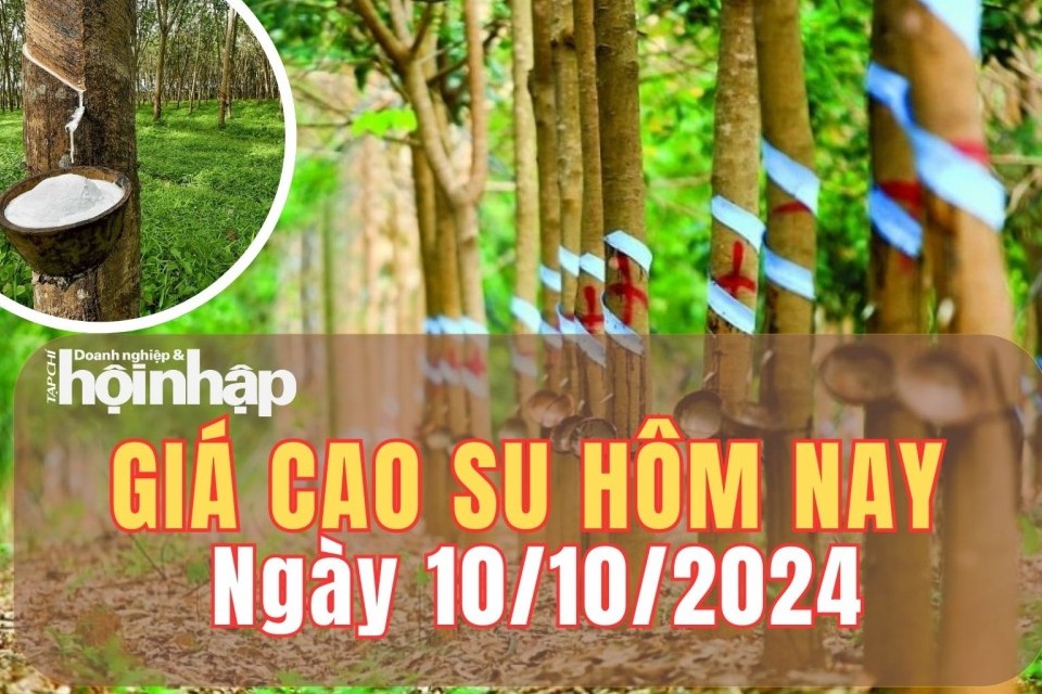 Giá cao su hôm nay 10/10/2024: Giá cao su tại sàn giao dịch chủ chốt giảm