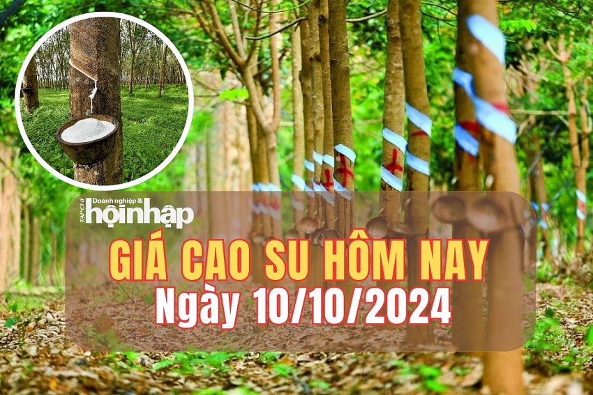 Giá cao su hôm nay 10/10/2024: