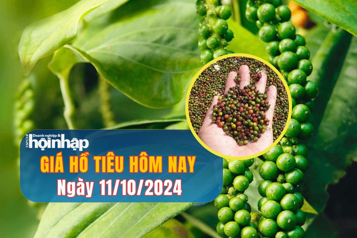 Giá hồ tiêu hôm nay 11/10/2024: Giá tiêu trong nước quay đầu giảm 1.000 đồng/kg