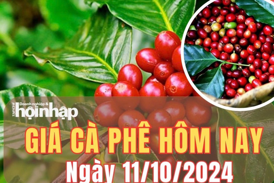 Giá cà phê hôm nay 11/10/2024: Tăng 100 - 200 đồng/kg tại Gia Lai và Đắk Lắk