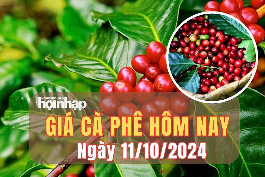 Giá cà phê hôm nay 11/10/2024: Tăng nhẹ 100 - 200 đồng/kg tại Gia Lai và Đắk Lắk.