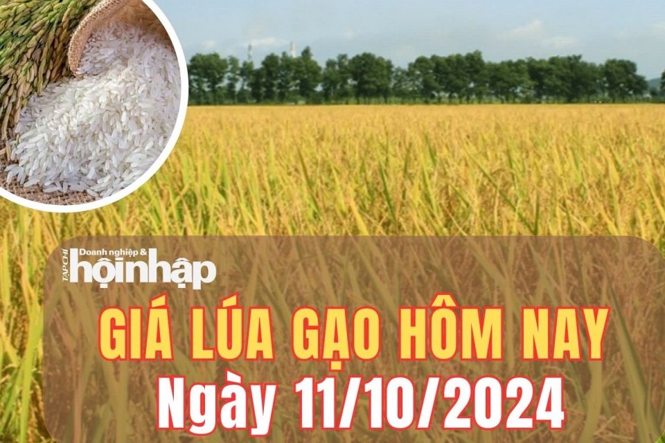 Giá lúa gạo hôm nay 11/10/2024: Giá gạo trong nước duy trì đà giảm