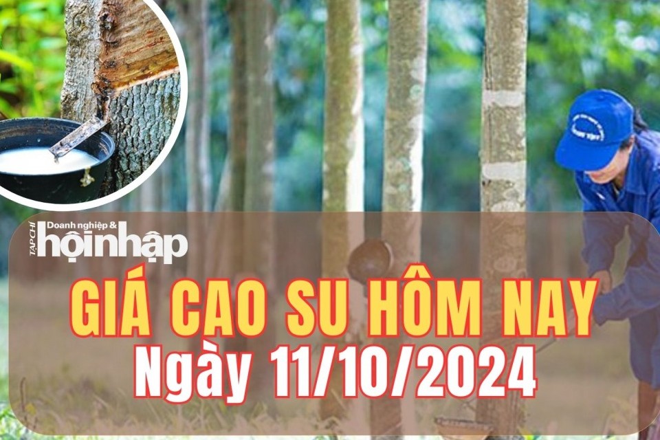 Giá cao su hôm nay 11/10/2024: Giá mủ nước tăng 15 đồng/kg, ở mức 485 đồng/TSC/kg