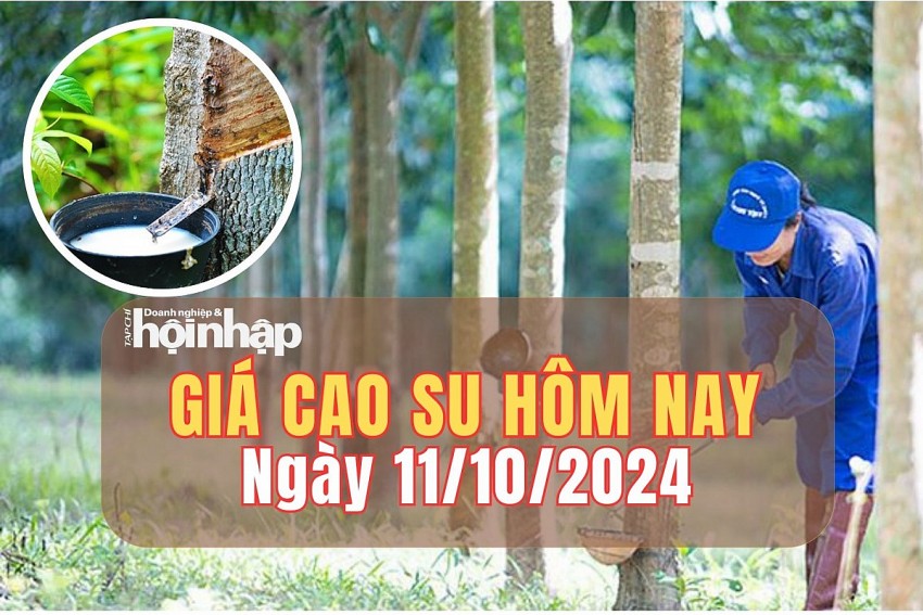 Giá cao su hôm nay 11/10/2024: Giá mủ nước tăng 15 đồng/kg, ở mức 485 đồng/TSC/kg.