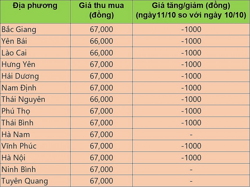 Giá heo hơi hôm nay 11/10/2024: Giá heo hơi tại miền Bắc thấp nhất 66.000 đồng/kg