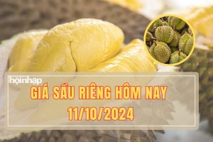 Giá sầu riêng ngày 11/10: Sầu riêng Ri6 tăng nhẹ