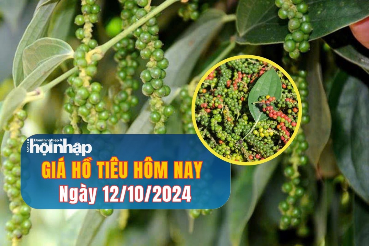 Giá hồ tiêu hôm nay 12/10/2024: