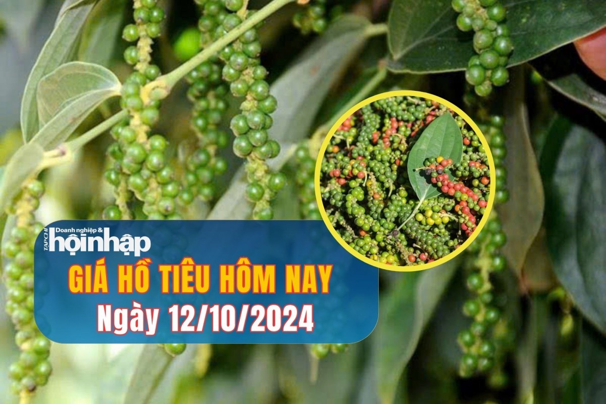 Giá hồ tiêu hôm nay 12/10/2024: Giá tiêu bất ngờ giảm mạnh 3.000 đồng/kg