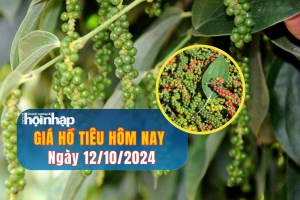 Giá hồ tiêu hôm nay 12/10/2024: Giá tiêu bất ngờ giảm mạnh 3.000 đồng/kg