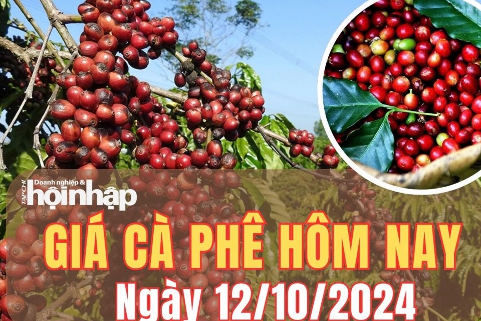 Giá cà phê hôm nay 12/10/2024: Giá cà phê thế giới nối dài đà giảm