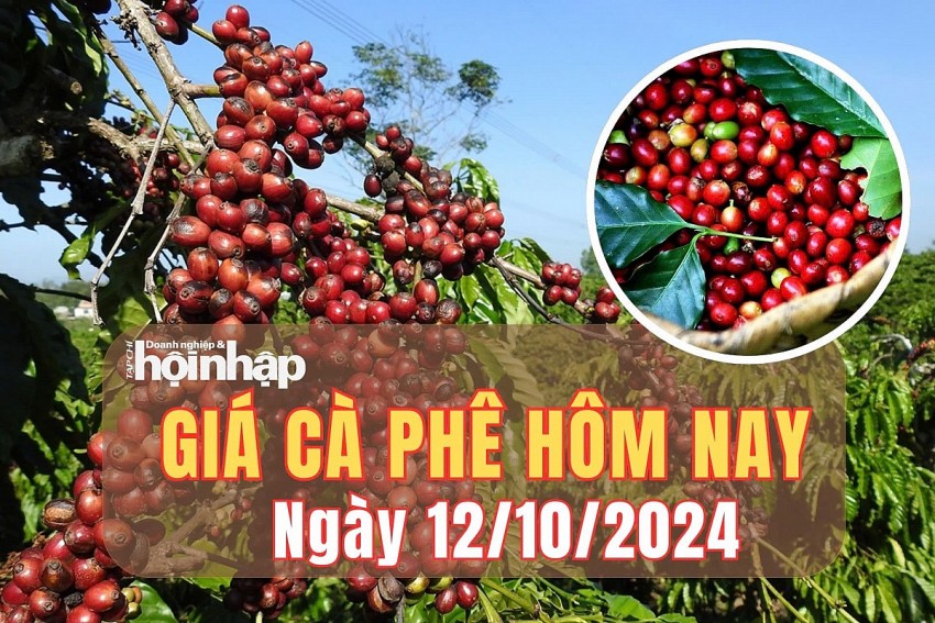 Giá cà phê hôm nay 12/10/2024: 