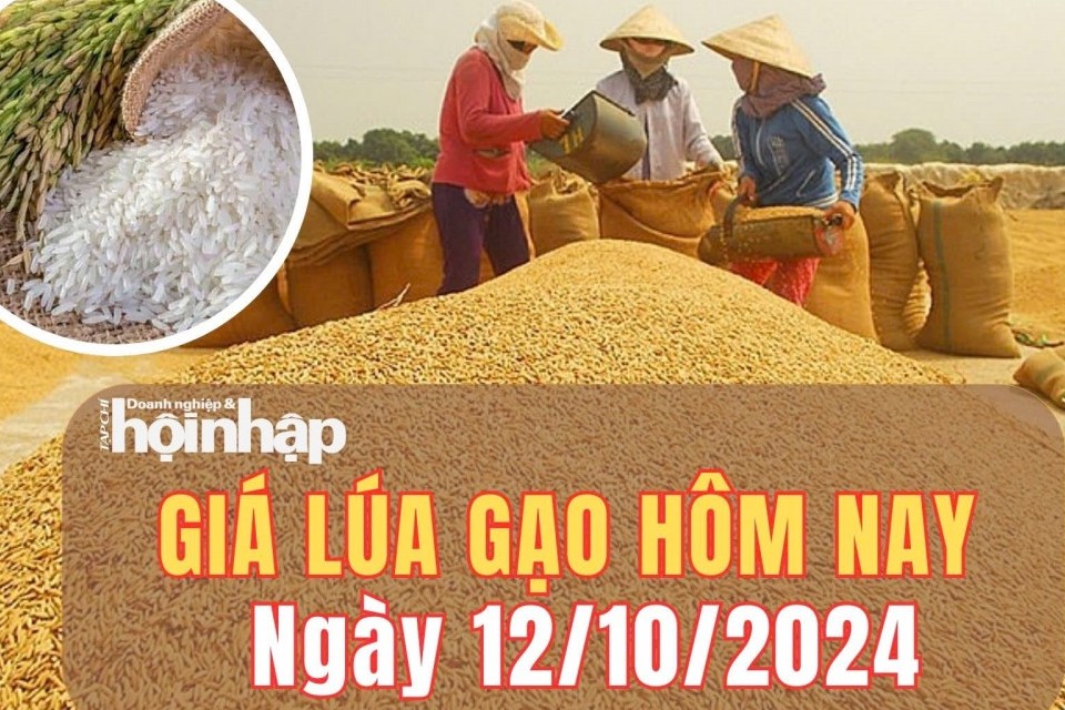 Giá lúa gạo hôm nay 12/10/2024: Giá gạo IR 504 giảm 100 đồng/kg, ở mức 12.400 - 12.600 đồng/kg.