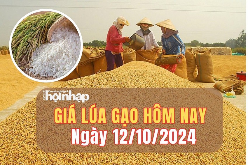 Giá lúa gạo hôm nay 12/10/2024: Giá gạo IR 504 giảm 100 đồng/kg, ở mức 12.400 - 12.600 đồng/kg.