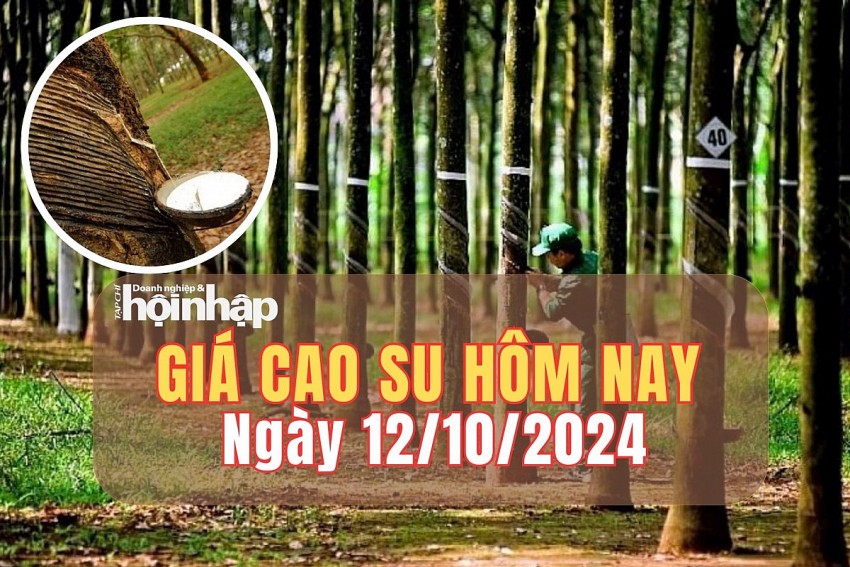 Giá cao su hôm nay 12/10/2024: 