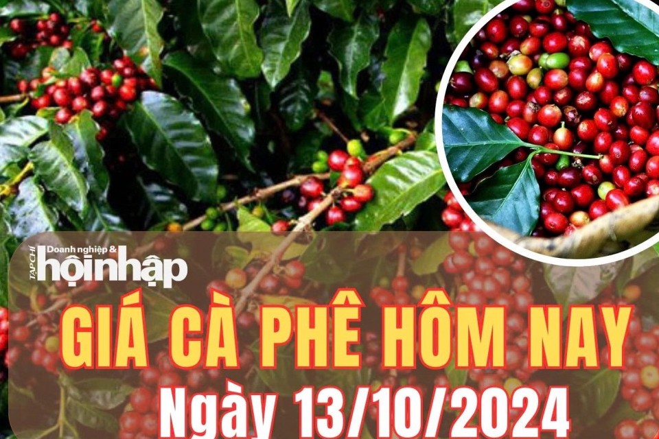 Giá cà phê hôm nay 13/10/2024: Cà phê trong nước giảm từ 300 - 400 đồng/kg