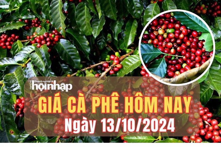 Giá cà phê hôm nay 13/10/2024: