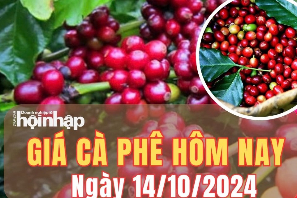 Giá cà phê hôm nay 14/10/2024: Giá cà phê thế giới giảm