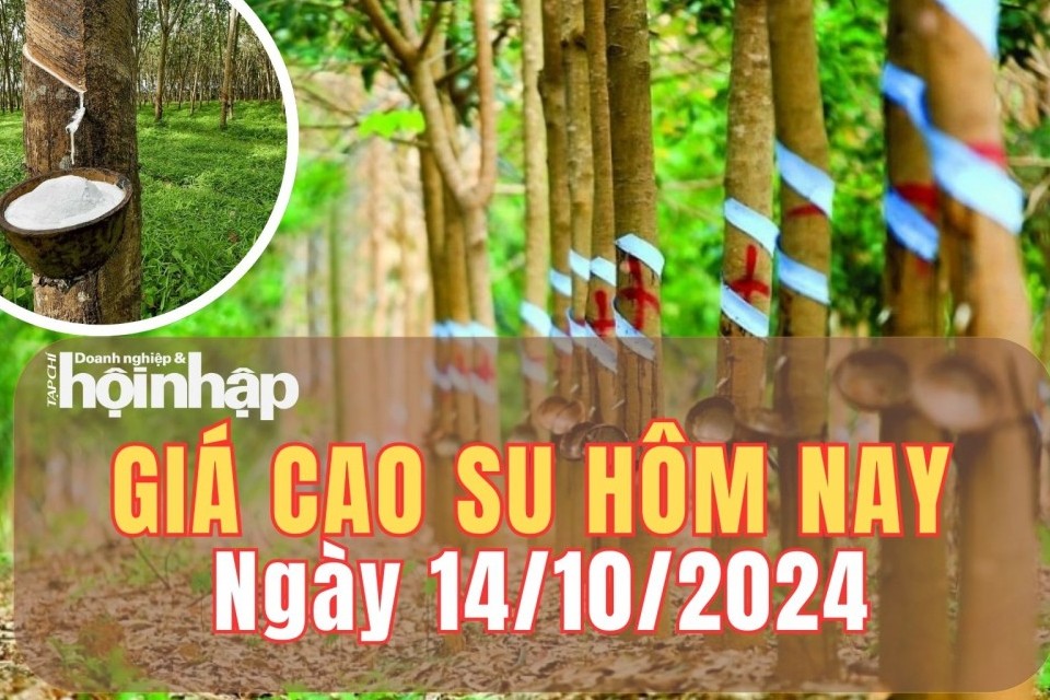 Giá cao su hôm nay 14/10/2024: Giá cao su trong nước ổn định