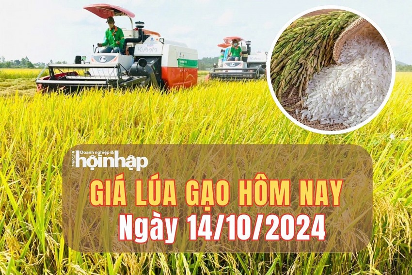 Giá lúa gạo hôm nay 14/10/2024: