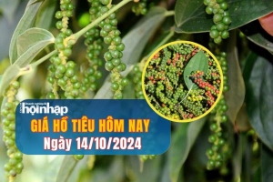 Giá hồ tiêu hôm nay 14/10/2024: Thị trường tiêu ổn định