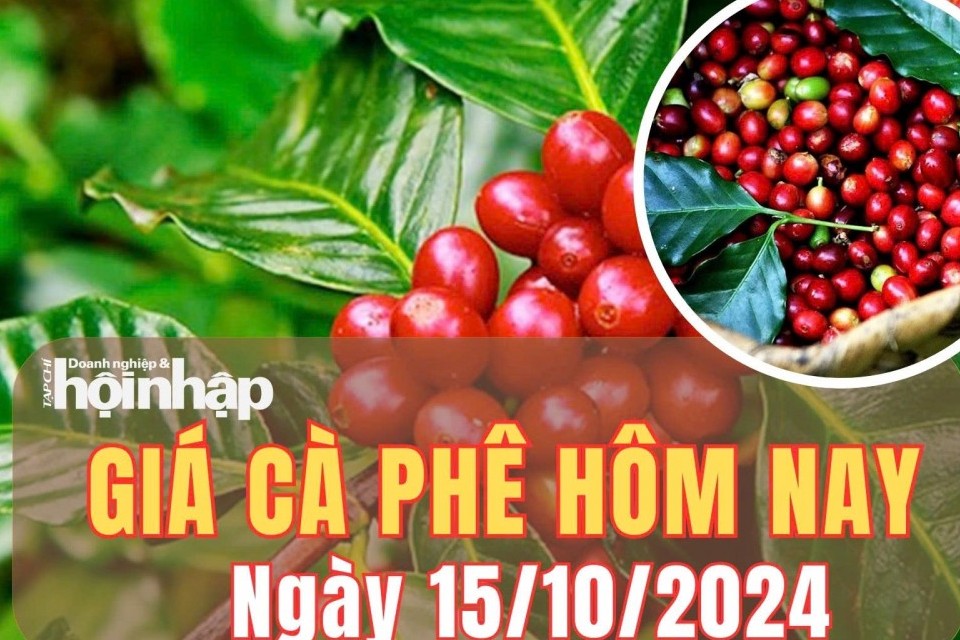 Giá cà phê hôm nay 15/10/2024: Cà phê Lâm Đồng tăng 100 đồng/kg, ở mức 113.100 đồng/kg