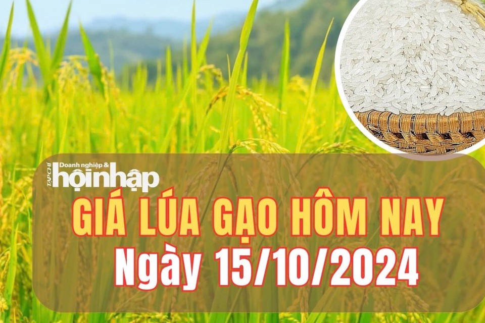 Giá lúa gạo hôm nay 15/10/2024: Giá gạo tăng 100 - 300 đồng/kg tại Đồng bằng sông Cửu Long