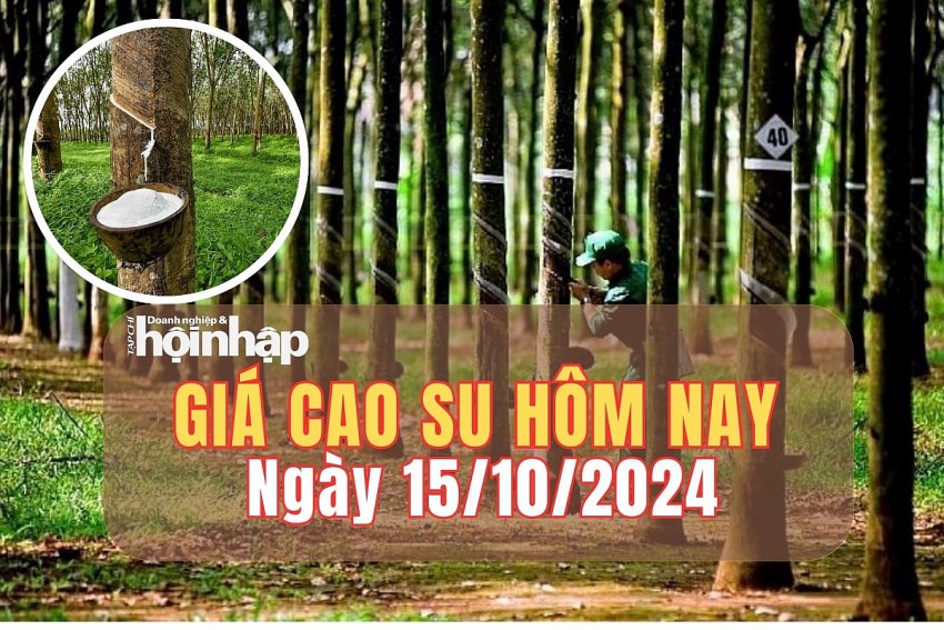 Giá cao su hôm nay 15/10/2024: