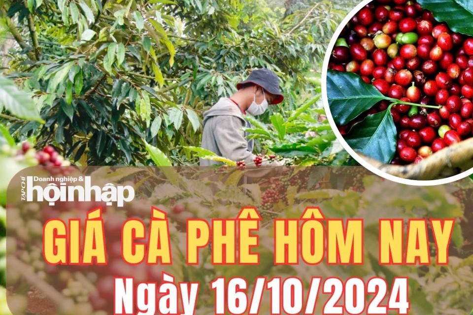 Giá cà phê hôm nay 16/10/2024: Giá cà phê trong nước tăng 1.200 - 1.300 đồng/kg