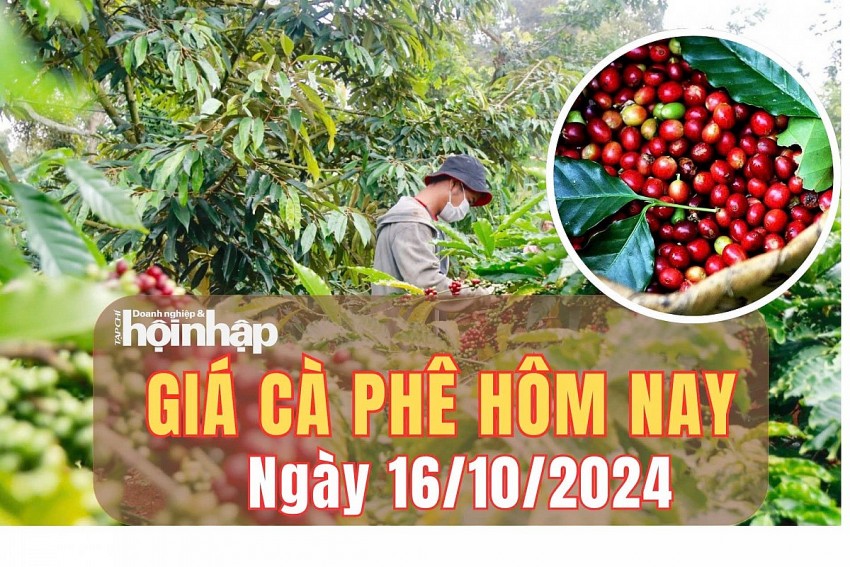 Giá cà phê hôm nay 16/10/2024: