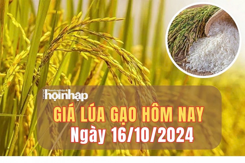 Giá lúa gạo hôm nay 16/10/2024: